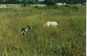 Cucciolone in ferma su beccaccia